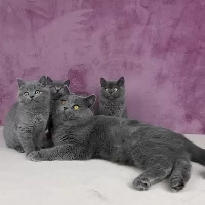 British Shorthair Yavrulari