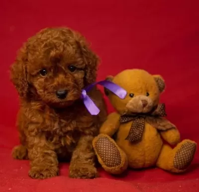 Gerçek Toy Poodle Yavrulari