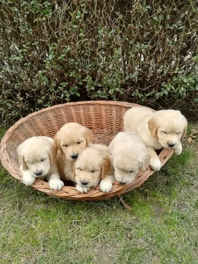 Golden Retriever Yavrulari
