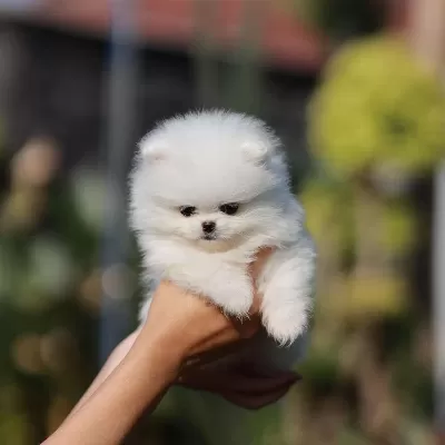 Teddy Bear Pomeranian Yavrulari
