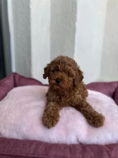 Ziyarete Açik Erkek Dişi Poodle Bebeklerim