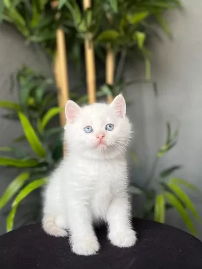 British Shorthair Red Point Yavrularim