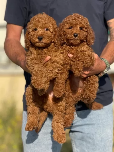 Ruhsatlı Çifrlikden İrk Ve Sağlık Garantili Toy Poodle