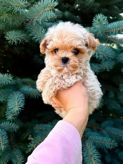 Kore Maltipoo Yavrular