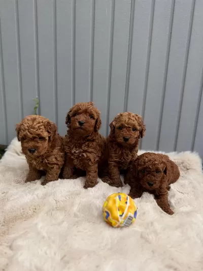 Güzeller Güzeli Poodle Bebeklerim