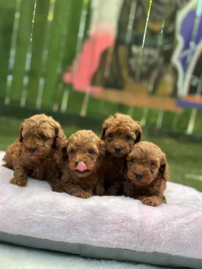 Ruhsatli Poodle Evinden Erkek Dişi Poodle Bebekler