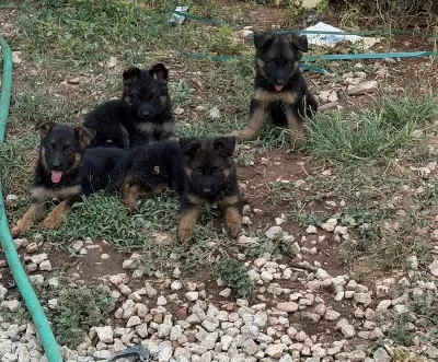 A Kalite Alman Çoban Kurdu Yavrularımız