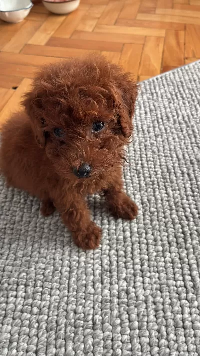 Sevimli Baby Face Suratlı oyuncu köpeğimize yeni aile arıyoruz