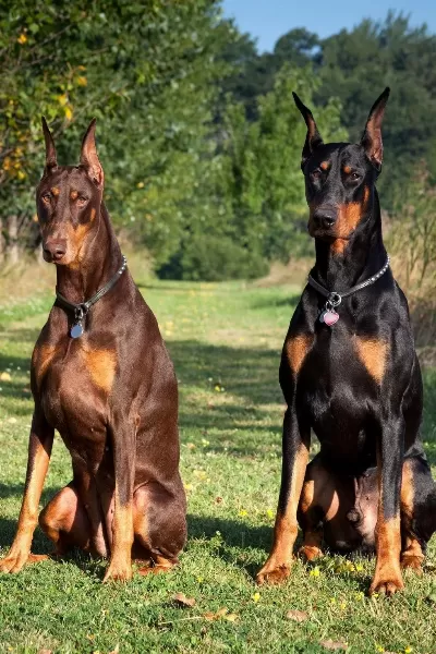 Orjinal Esnetikli Doberman Yavrularımız