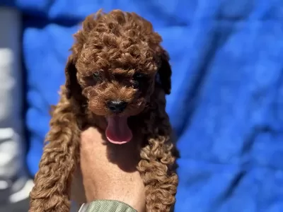 Ankaranın En Seçkin Kore Toy Poodle Yavruları