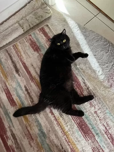 Sevimli 2 Yaşında Erkek British Shorthair