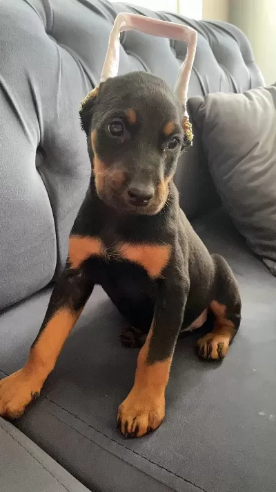 Estetikli Doberman Yavrular