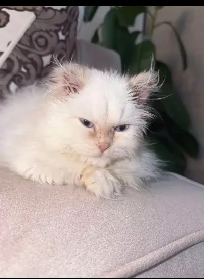 Maviş Himalayan Kızımız Bella