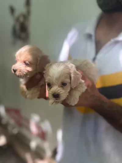Maltipoo Yavrularımız
