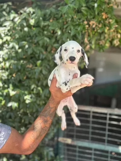 Dalmaçyali Yavru Köpekler