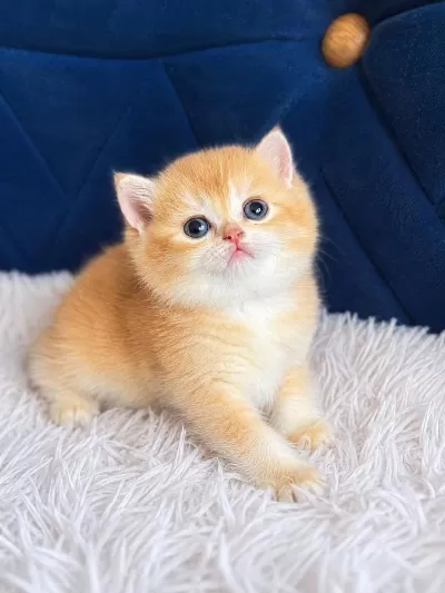 British Shorthair Ve Longhair Golden Yavrular