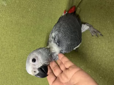 Güzeller Güzeli Bebek Jako Papağanımız