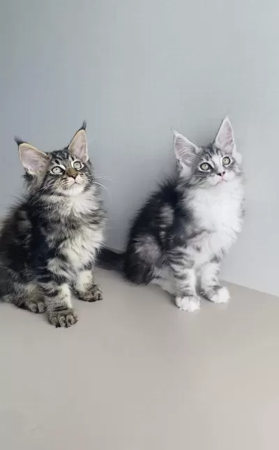 Değerini Bilene Xxl Maine Coon Bebekleirm