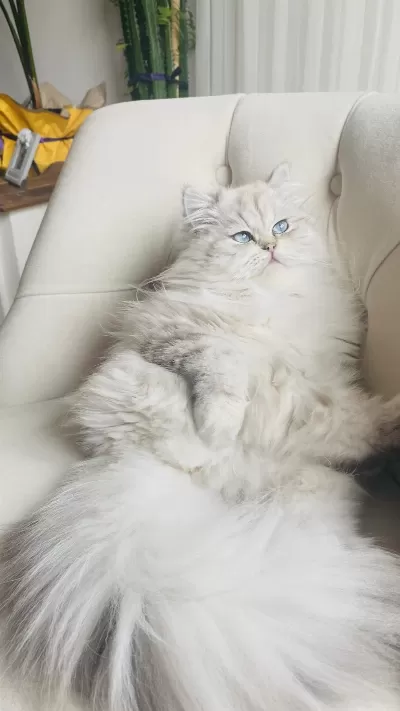 British Longhair 1 Yaşında