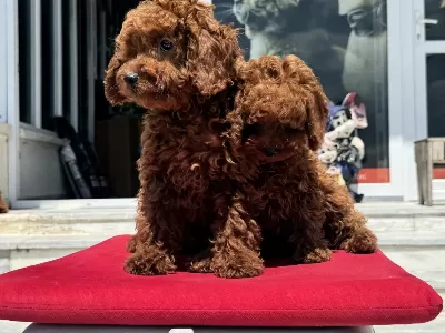 Permode Köpek Çiftliğinde Ziyarete Açık Toy Poodle