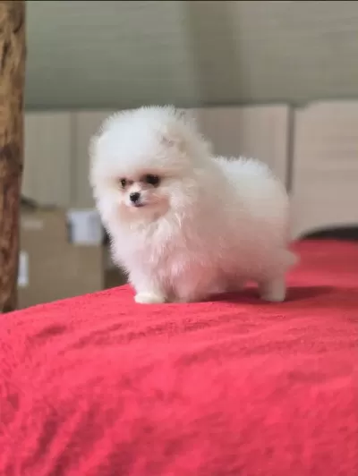 Ankarada Ziyarete Açık Ayı Surat Pomeranian