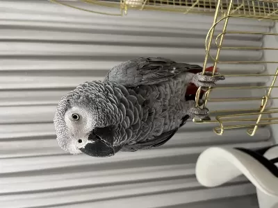 Konuşkan Jako Papağanı