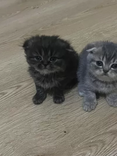 Scottish Fold 1,5 Aylık Orijinal