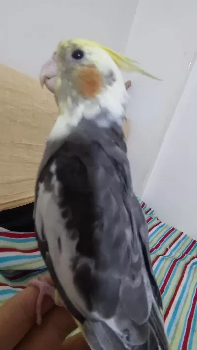 Yavru Sultan Papağanı 3 Aylık