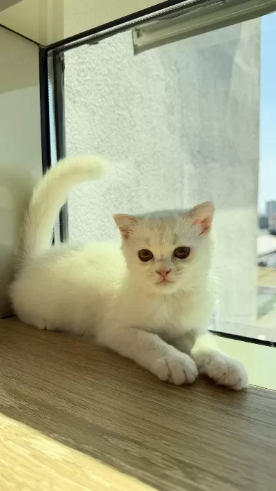 Ücretsiz Sahiplendirme Kedimiz