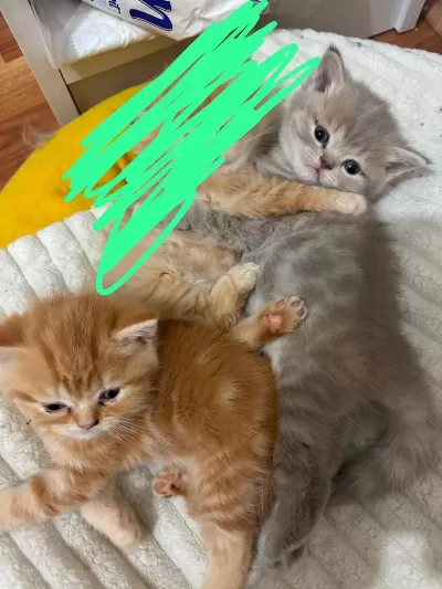 2 Güzel Yavru Kedimize Yuva Aranıyor Uyguna Acil