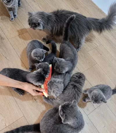 Hayatınıza Neşe Katacak British Shorthair Yavru