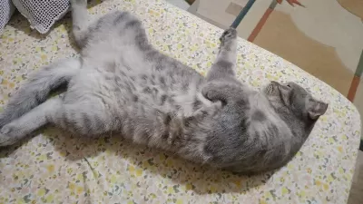 Scottish Fold Silver Yumak İçin Ömürlük Yuva Arıyoruz