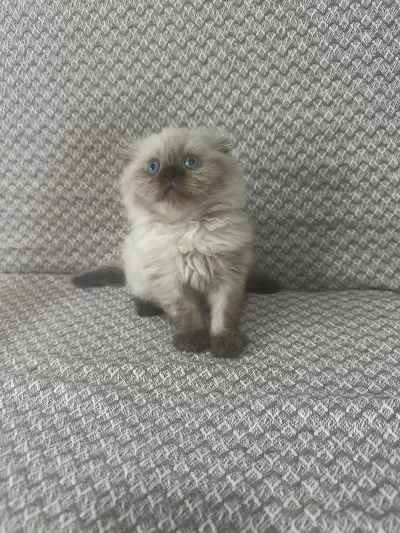 Scottish Fold Yavrularımız Kendi Kedilerimiz