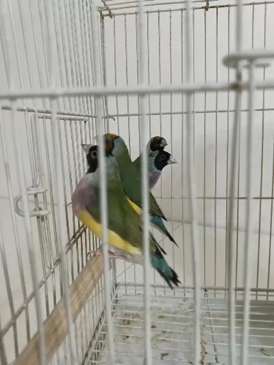 Sağlıklı Golden Finch