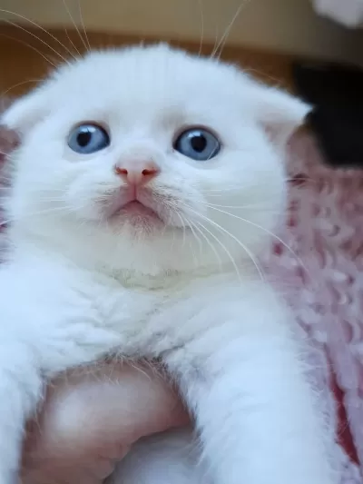 Beyaz Scottish Fold Kartoplarim