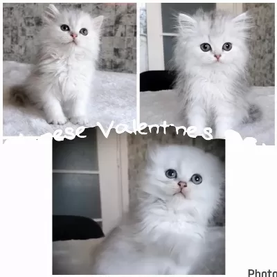 Scottish British Longhair Bebekler