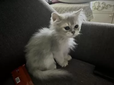 2 Aylık Erkek British Longhair Yavrumuz