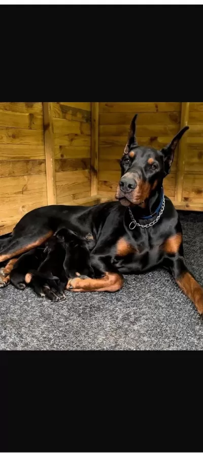 Doberman Yavrularımız
