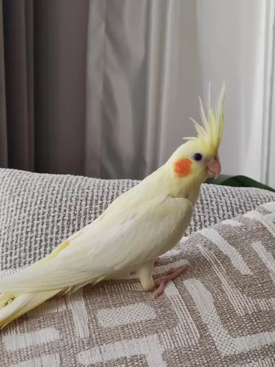 Bebek Sultan Papağanı