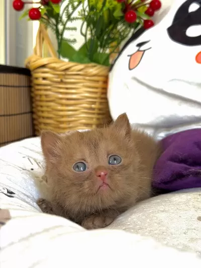 Cinnamon British Shorthair