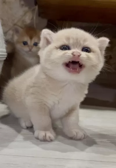 Saf Kan Golden British Shorthair Yavruları (wcf Kayıtlı)