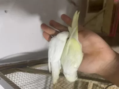 Ele Aliştirmalik Kuşlar Her Renk Mevcut