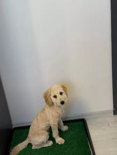 Latte 81 İle Gönderim Mevcut Köpeğimiz