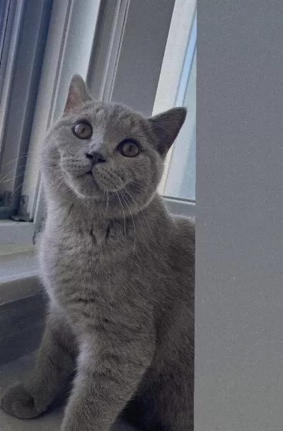 Erkek Kısır Kedimizi Sahiplendiriyoruz