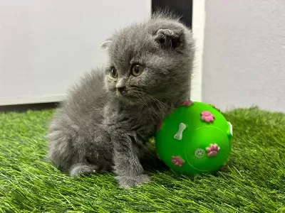 İrk Ve Sağlik Garantili Scottish Fold