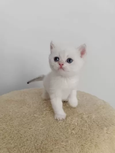 Safkan British Golden Point Shorthair