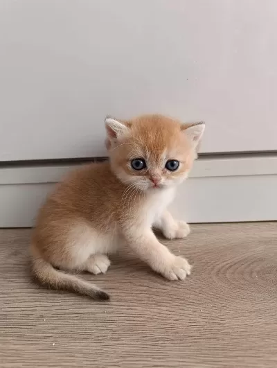 British Golden Shorthair Yavrularım