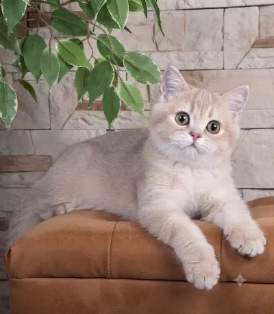 British Shorthair Lilac Gold Dişi Yavru