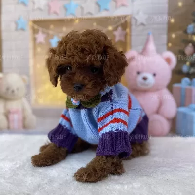 Sağlıklı Toy Poodle Yavru