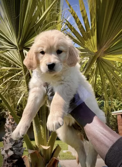 İrk Ve Sağlık Garantili Golden Retriever Bebekler